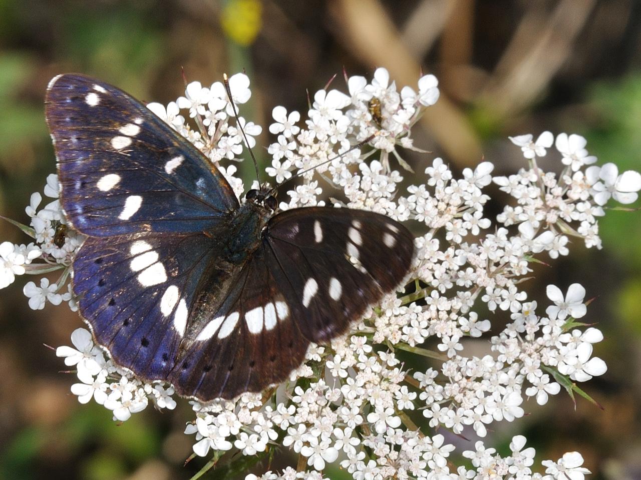 Id Lepidottero - Limenitis reducta